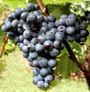Grappoli uva di Canaiolo Nero