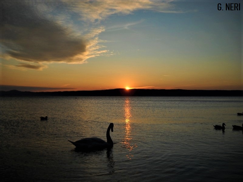 Il lago di Bolsena al tramonto con un cigno