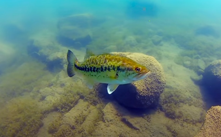 Black bass (persico trota) del lago di Bolsena